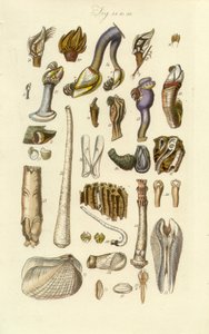 Manual Conchológico, Placa 2. Barnacle y otras conchas de George B. Sowerby